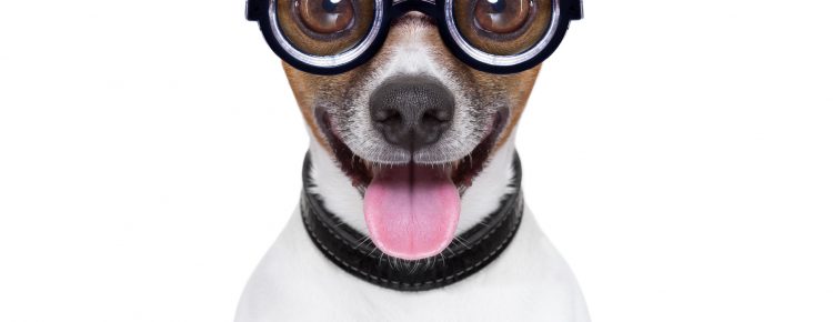 crazy silly dog with funny glasses and tongue ears down
